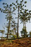 Araucaria Pine Tree