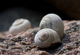 shells of snails