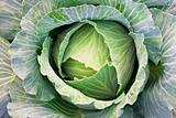 green cabbage
