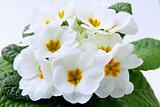 white spring flowers with green leaves