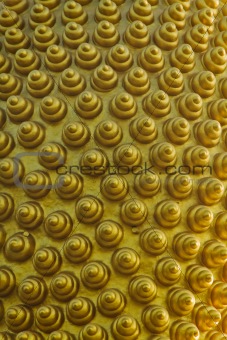 Golden spiral vertical pattern