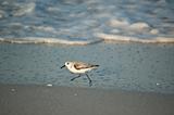 Sanderling Running on a Florida Beach in the Morning