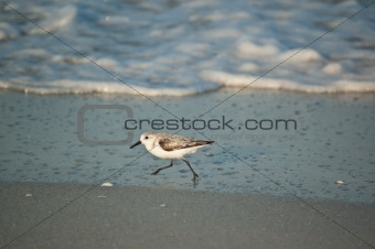 Sanderling Running on a Florida Beach in the Morning