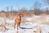 Vizsla dog (Hungarian pointer) pointing in a snowy field.