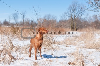 Vizsla dog (Hungarian pointer) pointing in a snowy field.