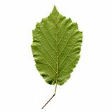Hazelnut leaf