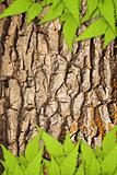 Bark of oak and green leaves