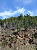 Deadwood Trees on a hill