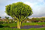 Euphorbia Cactus