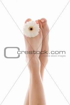 White Gerbera feets