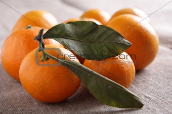 Mandarins on canvas