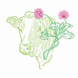 Cow and Clover