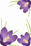 purple crocus