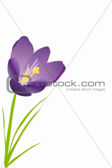 purple crocus