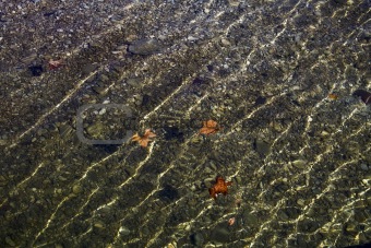 Leaves with ripples floating in clear water