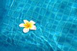 Flower in Pool