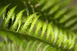 Fern Leaf