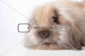 Small rabbit 