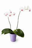 white_orchid_flowerpot