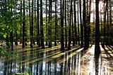 flooded forest