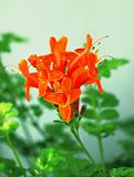 orange Mediterranean flower
