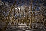 Winter beech forest