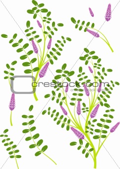 Floral elements for design, Licorice, vector