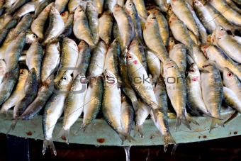 Freshly caught fish for sale at Turkish street market