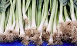 Large spring onions on outdoor markey stall