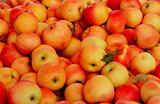 Tasty organic apples on a market stall