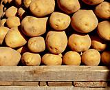 Organic potatoes on a market stall