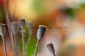 Dry poppy pods