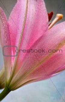 Vintage retro style pink Lilies