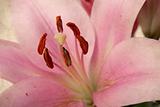 Vintage retro style pink Lilies