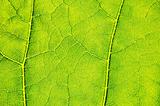 structure and texture of green leaf