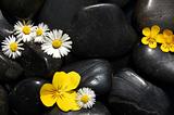 daisy flowers on black stones