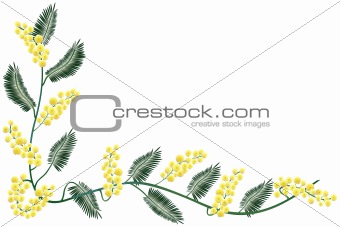 Mimosa border