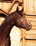 portrait of brown breed sportive horse