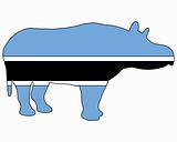 Botswana hippo