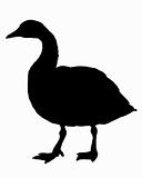 Canada goose silhouette