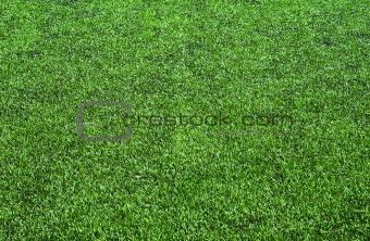 fresh grass for background