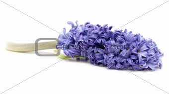 Violet exotic flower