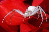 white crab spider