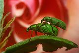 insects couple