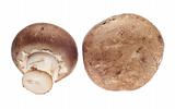Pair of Mushrooms