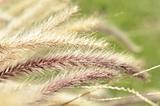 Autumn Wheat