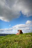 Cow lying on the grass