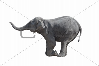 Kneeled elephant