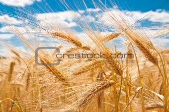 gold wheat and blue cloudy sky