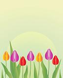 tulip flowers in springtime